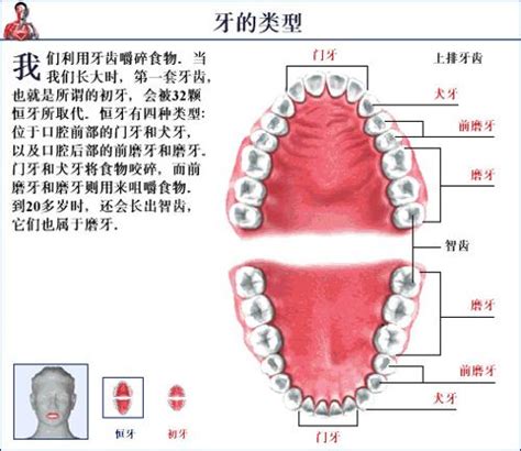 人有多少牙齒|牙齿（脊椎动物高度钙化组织）